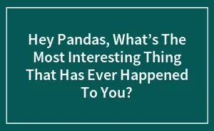 Hey Pandas, What’s The Most Interesting Thing That Has Ever Happened To You? (Closed)