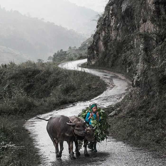 My 29 Pictures That Show The Relationship Between Buffalos And Vietnamese Farmers