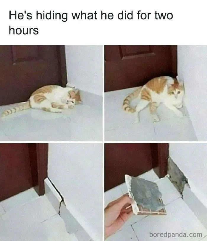 50 Funny Cat Jokes Created By People Clearly Living With One