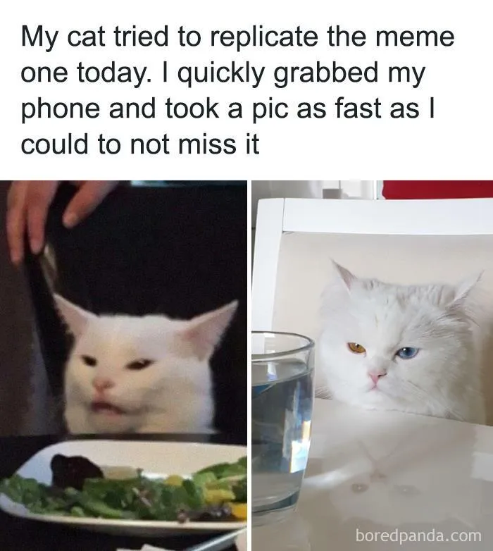 50 Funny Cat Jokes Created By People Clearly Living With One