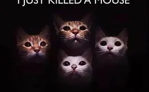 50 Funny Cat Jokes Created By People Clearly Living With One