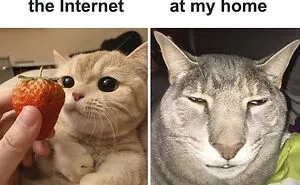 50 Funny Cat Jokes Created By People Clearly Living With One