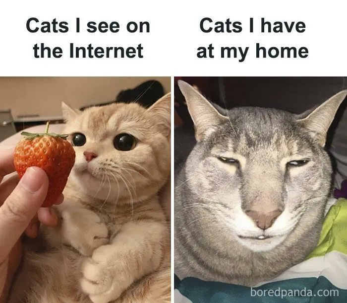 Funny-Cat-Memes-Jokes
