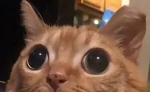 50 Funny Cat Jokes Created By People Clearly Living With One