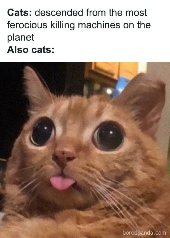 Funny-Cat-Memes-Jokes