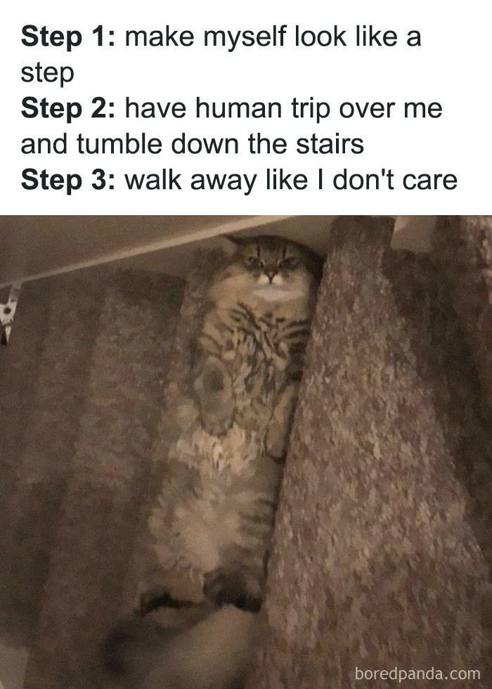 50 Funny Cat Jokes Created By People Clearly Living With One