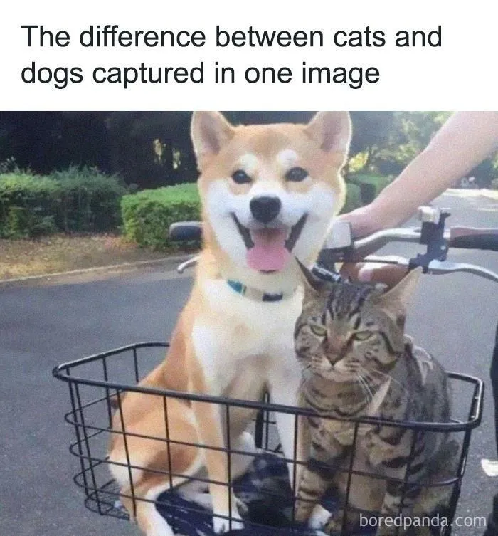 50 Funny Cat Jokes Created By People Clearly Living With One