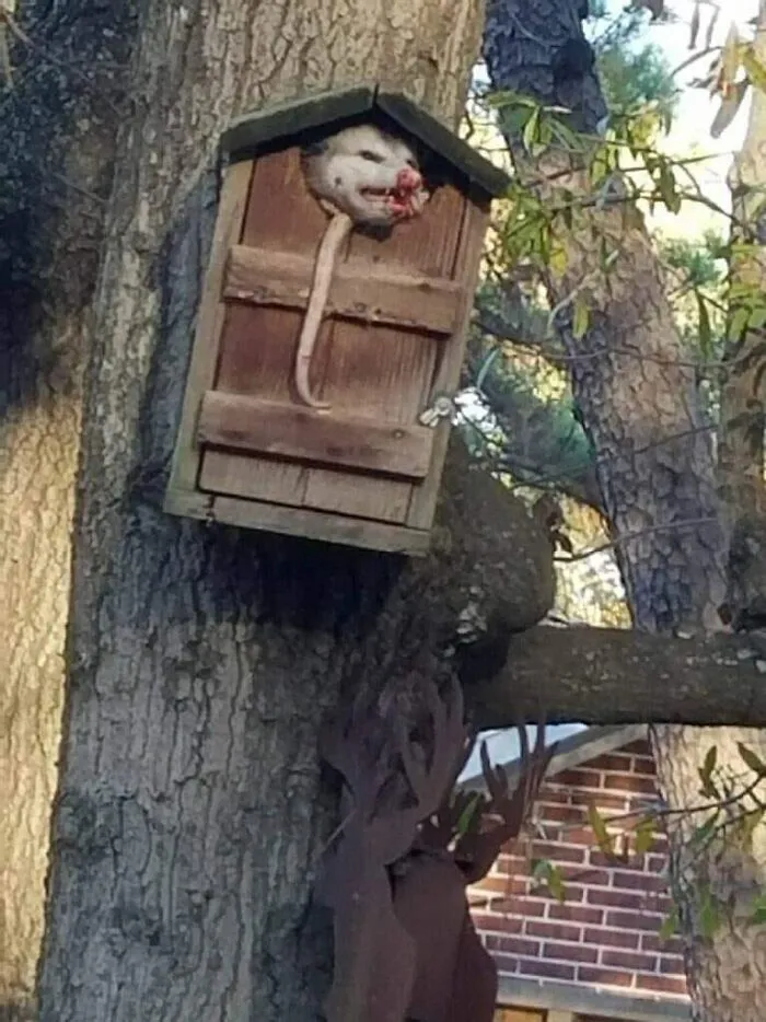 ¿Hay algún ornitólogo por ahí que pueda identificar a este pájaro?