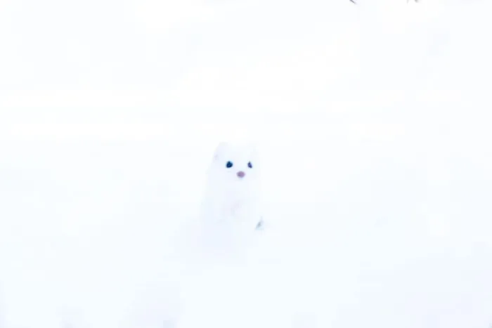 El armiño en la encantadora nieve de Minnesota. En este caso, la exposición es perfecta