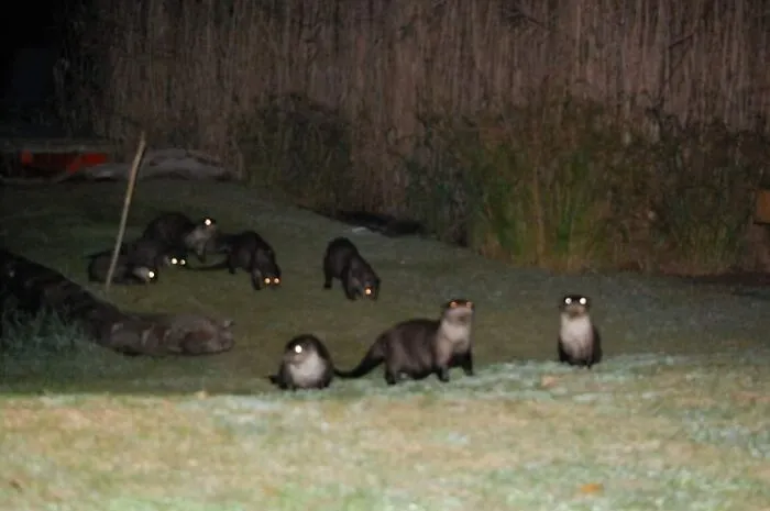Te consideras afortunado si ves una nutria sin garras. Dos juntas al mismo tiempo es aún más inusual. No estás seguro de lo que significa que ocho seres demoníacos vengan a visitarte desde la oscuridad