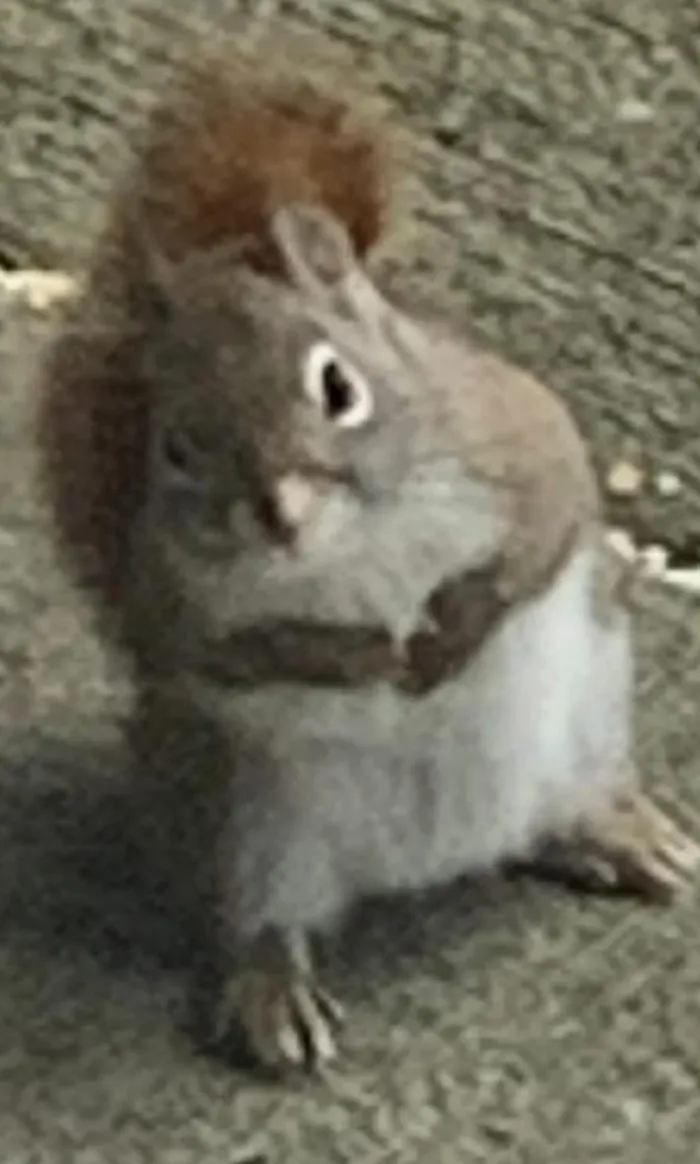 Alimento a los bichos. El patio está invadido. Hace que mi novio enloquezca. Hoy, mientras estaba en el trabajo, recibí esta foto. Al parecer, están comprobando a qué hora voy a estar en casa