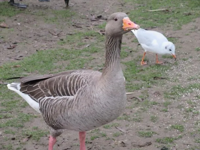 Derek hizo bajar la gaviota