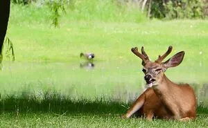 This Facebook Group Is All About Poor Wildlife Photos And They Are So Bad They’re Good