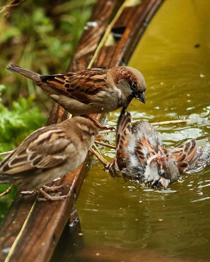 I Was Trying To Take A Sweet Photo Of A Sparrow Having A Bath.  I Appear To Have Taken A Photo Of Two Sparrows Committing A Murder