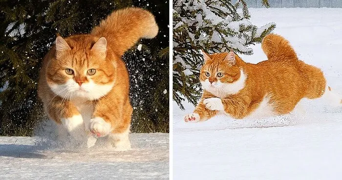 This Happy Chonk From Russia Loves Snow, And His Photos Are Adorable (27 Pics)