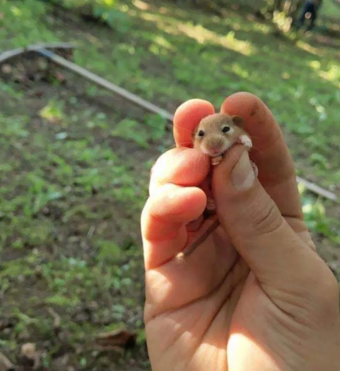 Un hámster tan bonito como pequeño