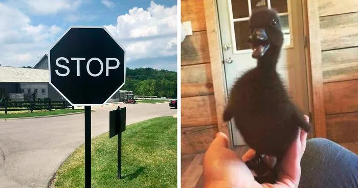 50 Times People Spotted Things In Very Unusual Colors And Just Had To Document It For Everyone To See