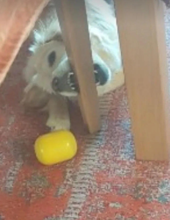 My Dog Destroing The Table...