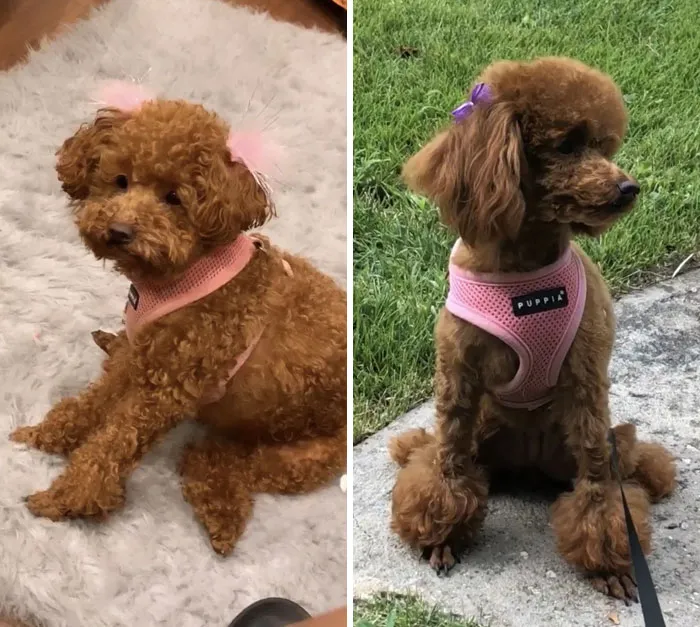 De 'nugget' de pollo a perrita de Barbie
