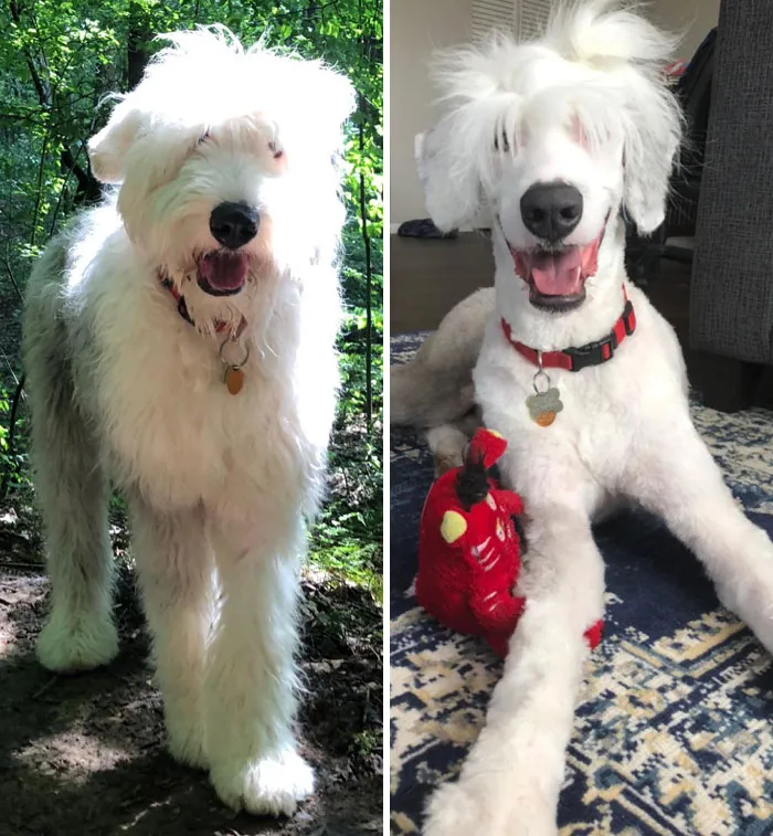 Hoy despedí al peluquero de mi perro