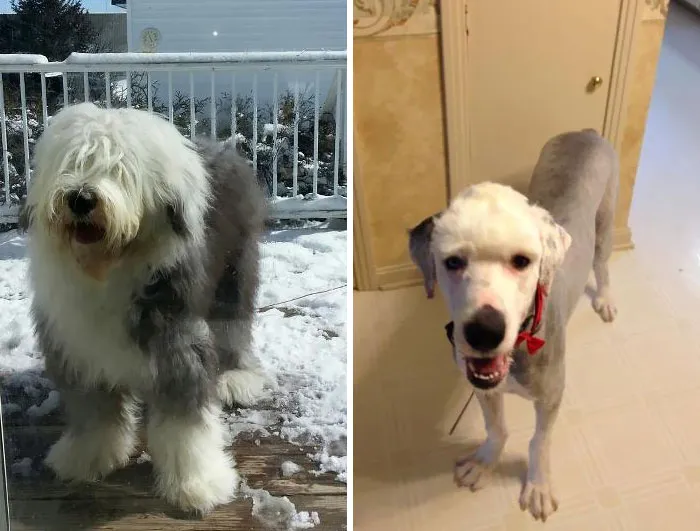 Creo que el peluquero me dio el perro equivocado