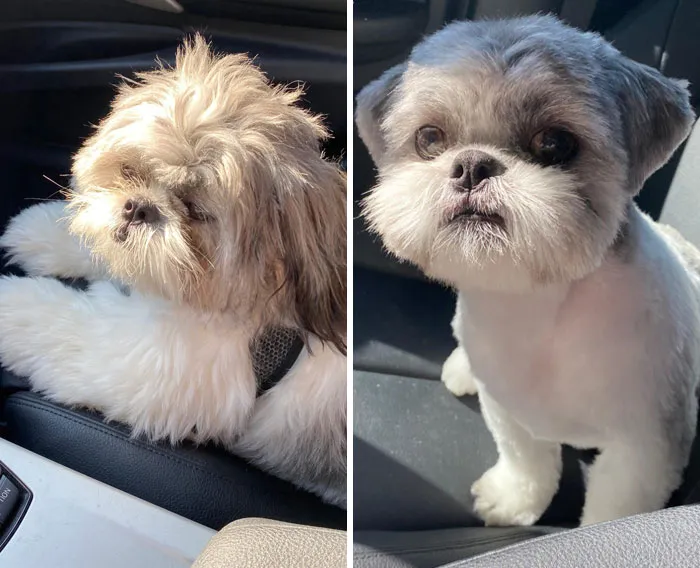De Raggamuffin a Muffin semental. Un poco de transformación en el peluquero hoy