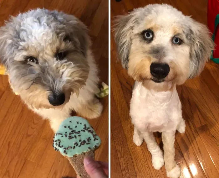 Lo llevé a una nueva peluquería canina
