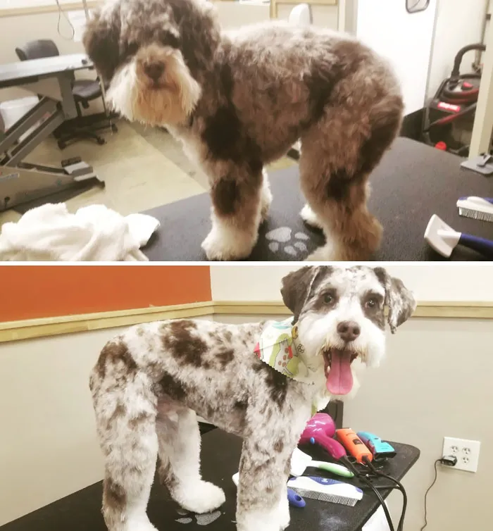 De greñas a feliz. Transformación total