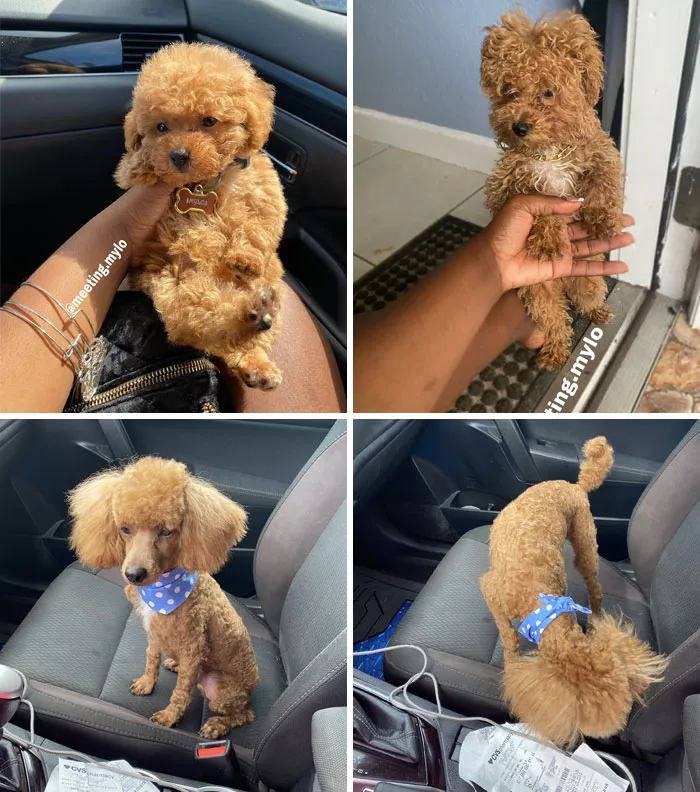 Literalmente llevé a mi bebé a que lo arreglaran porque su cabello se estaba volviendo más largo y mira, estoy llorando