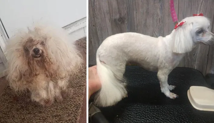 Es la misma perrita. Mi amiga la adoptó cuando la encontró en el porche de su casa. Le corté el pelo y la dejé como nueva muy limpia y fresquita