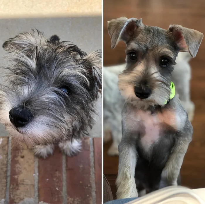 Willie tuvo su primer corte de pelo hoy. Creo que traje a casa el cachorro equivocado