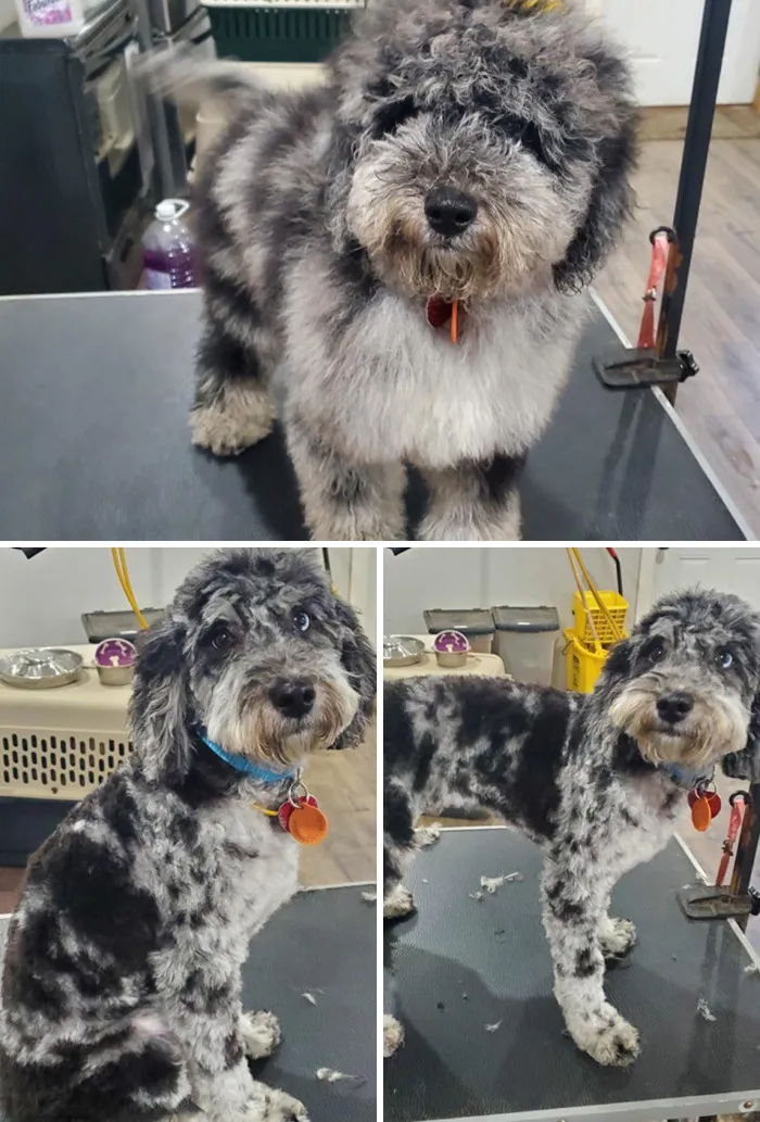 Tenemos un cachorro. Su nombre es Picasso. Hoy se cortó el pelo por primera vez. Tiene 3 meses