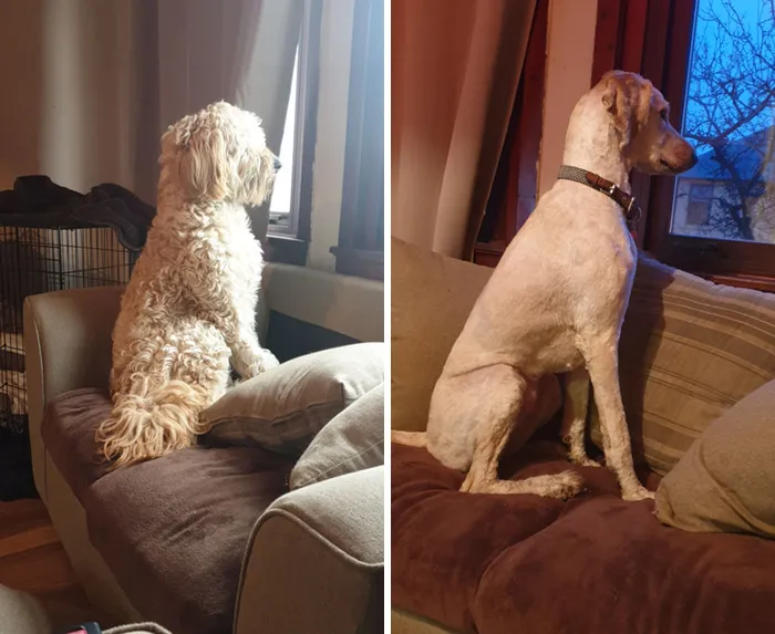 Nuestro cachorro se cortó el pelo (tenía greñas). Mi prometido no es fan. ¿Qué os parece?