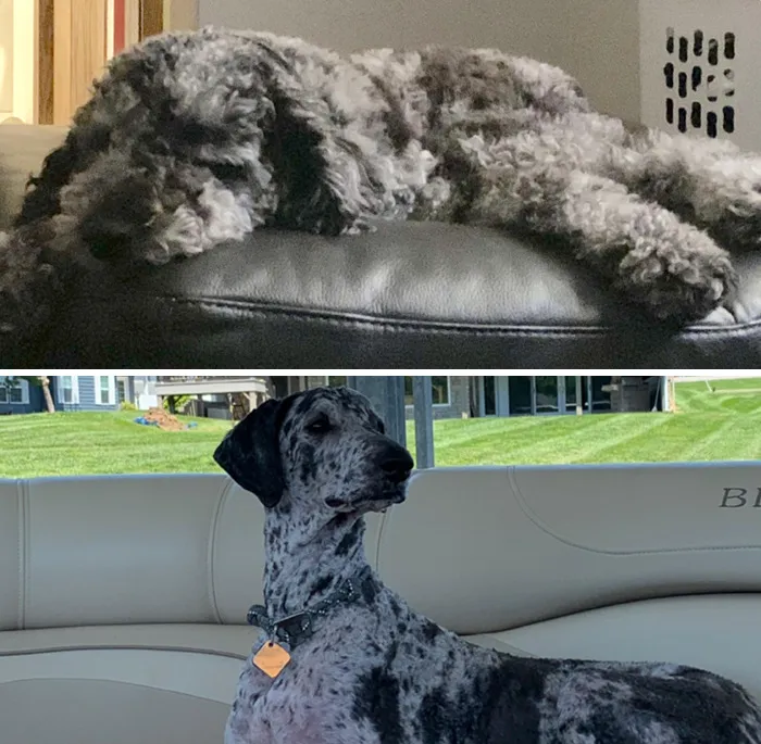 De cachorro a perro en un corte de pelo