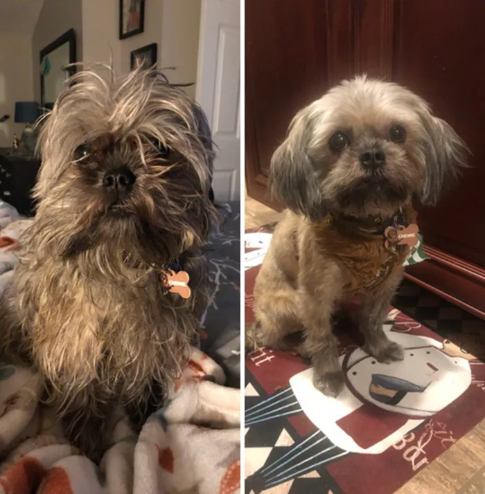 Corté el pelo a mi perro y ahora parece como si hubiera dejado la bebida