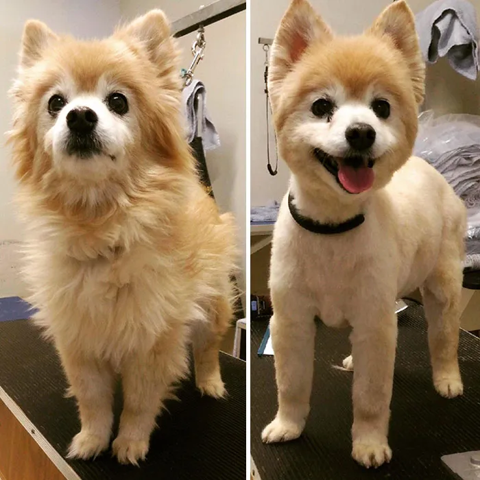 Mi dulce chica Cheech tiene 15 años y después del corte de pelo todo el mundo piensa que es un cachorro