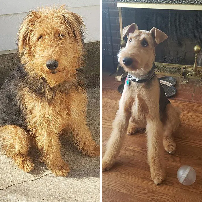 Mi cachorro Otis se cortó el pelo por primera vez. No estoy seguro de que me hayan devuelto el mismo perro