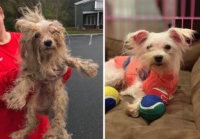 Rescatamos a un maltés de un criadero de cachorros en Georgia que fue clausurado con más de 700 perros este fin de semana. Después de 3 horas de cortar el cabello enredado y bañarla, aquí está el antes y el después de Luna