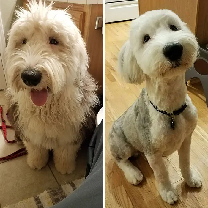 Oliver, nuestro perro pastor inglés de 8 meses (Bobtail) se cortó el pelo en la peluquería canina. No lo reconocí al principio