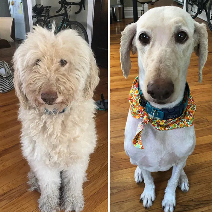 Nuestra Goldendoodle de 9 años recibió su primer aseo desde la cuarentena. Nuestro otro perro le ladró cuando llegó a casa