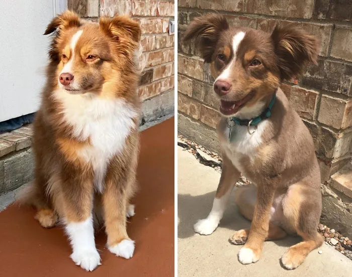 My Dog Got A Very Bad Haircut A Few Years Ago, We Never Took Her Back To Those Groomers Again. They Literally Shaved My Girl Bald