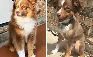 40 Times People Took Their Dogs To The Groomers And Thought They Got Back The Wrong Dog