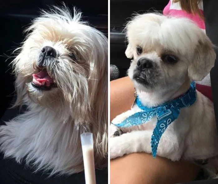 Lección de vida aprendida. Sea muy específico cuando explique cómo quiere que le preparen a su perro. Dejé un shihtzu, me llevé una llama