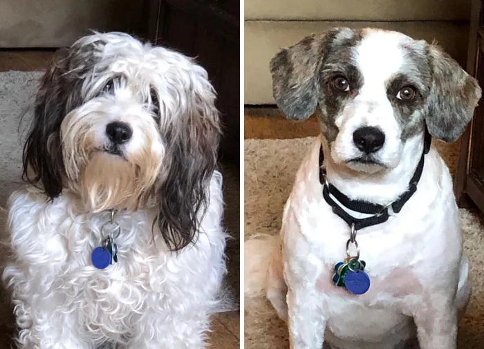 Llevé el perro al 'perruquero'. Recibí un perro diferente de vuelta