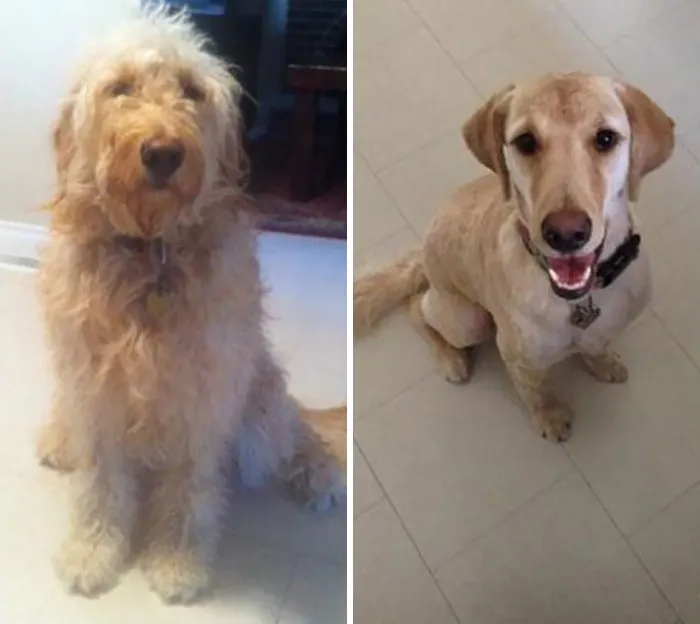 Mi amigo tuvo que comprobar 3  veces que se llevaba el perro correcto de vuelta a casa