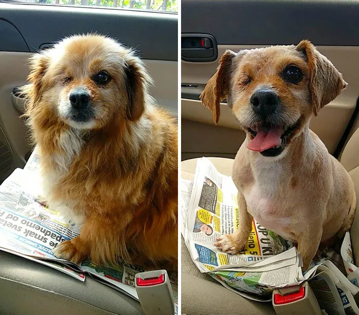 Hace 32 ° C grados afuera, así que mi perro, tuerto Snuggles, necesitaba un corte de pelo