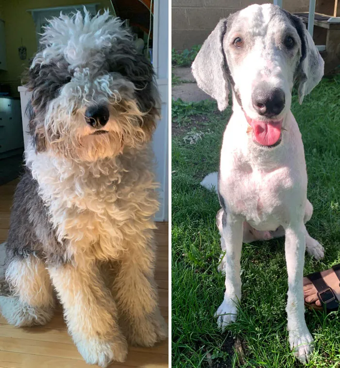 Seguimos sin estar convencidos de que el peluquero nos diera el perro correcto