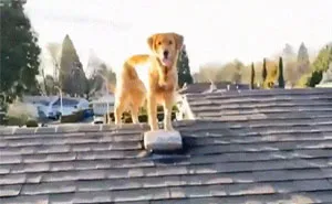This Guy's Security Camera Revealed How His Dog Climbed A Ladder To Get To Him On The Roof