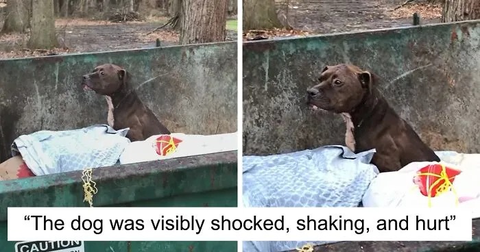 An Injured Pit Bull Was Rescued From The Dumpster After It Was Thrown Out Like Trash
