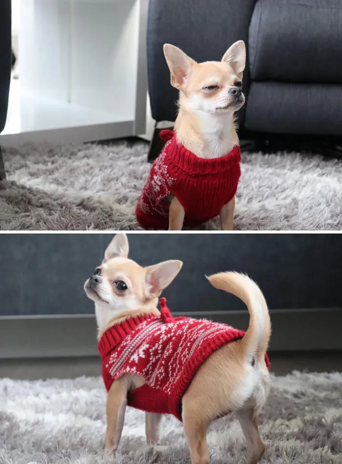 #ModelChallenge On Facebook Has People Sharing The Most Modelesque Pics Of Their Doggies (50 Pics)